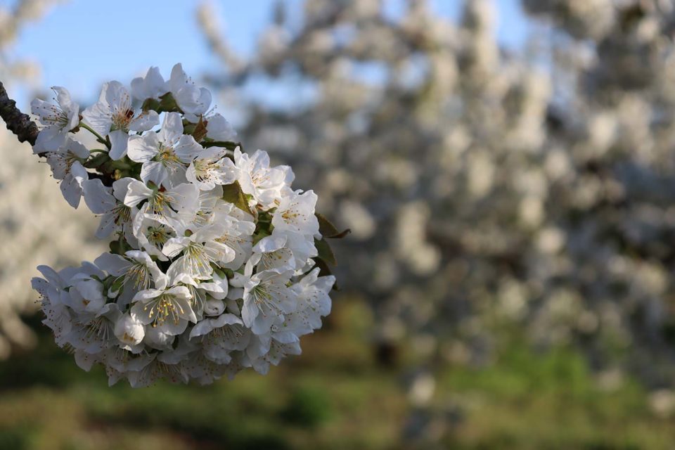 Kirschenbaum Blüte